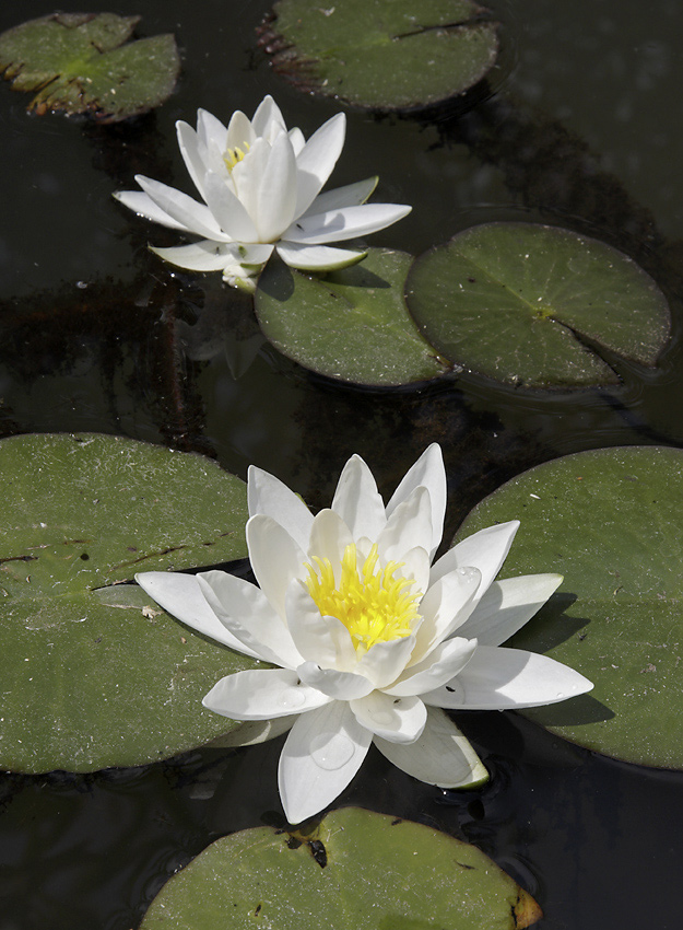 Water lily - larger format