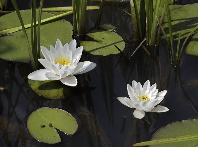 Water lily - smaller format