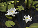 Water lily - main link