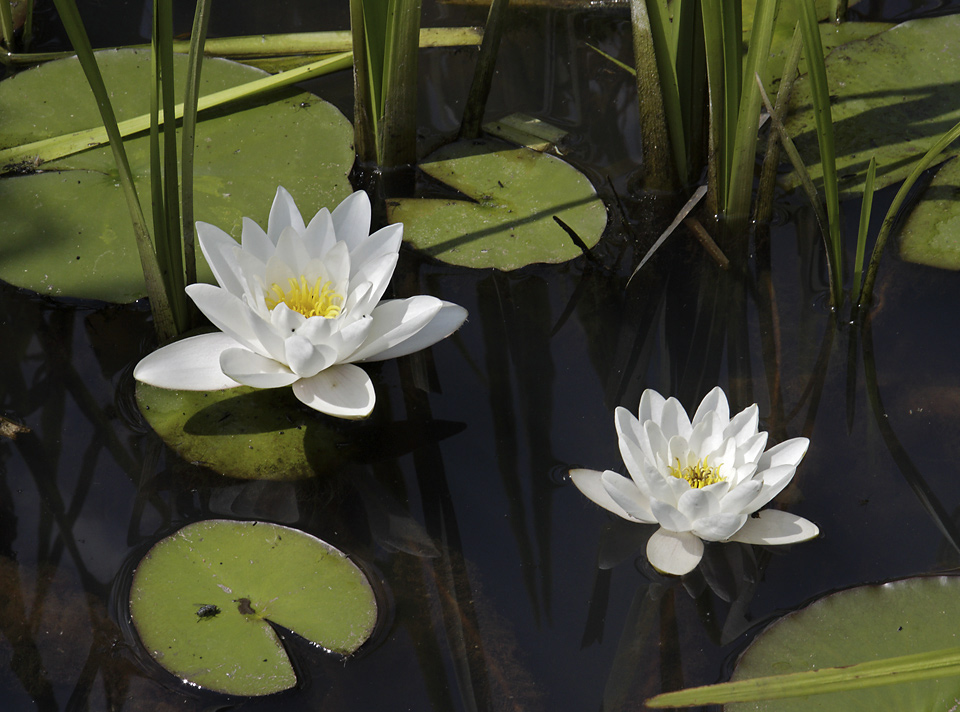 Water lily - larger format