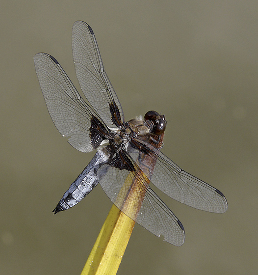 Broad-bodied Chaser - smaller format
