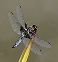 Broad-bodied Chaser - main link