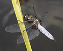 Broad-bodied Chaser - main link