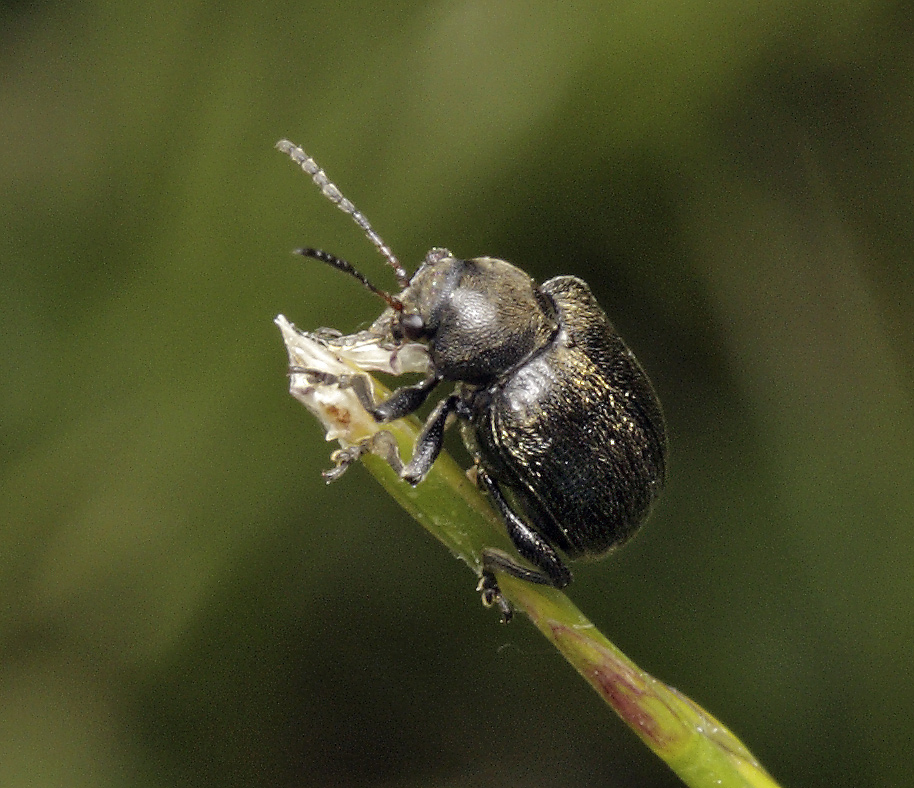 Bromius obscurus - larger format