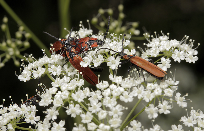 Lygistopterus sanguineus - men formt