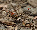 Harvestman - main link