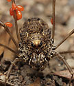 Harvestman - main link