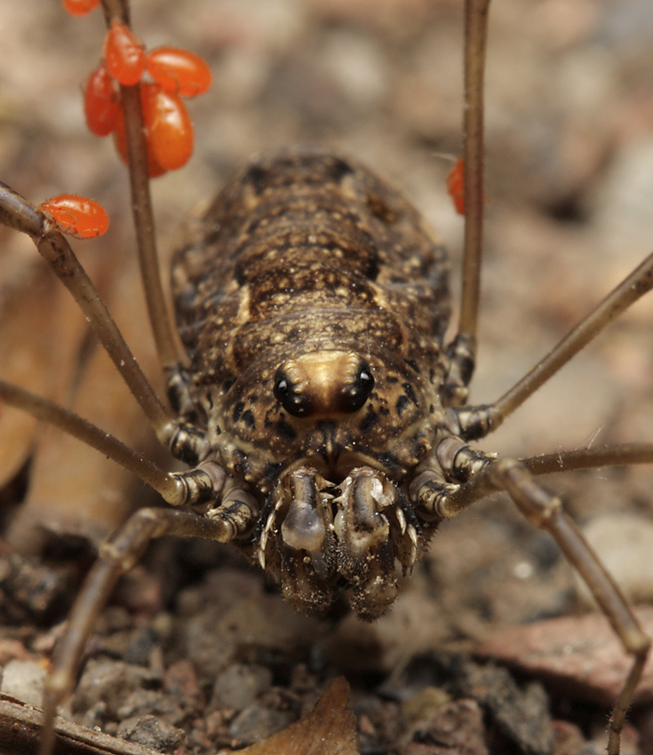 Harvestman - larger format