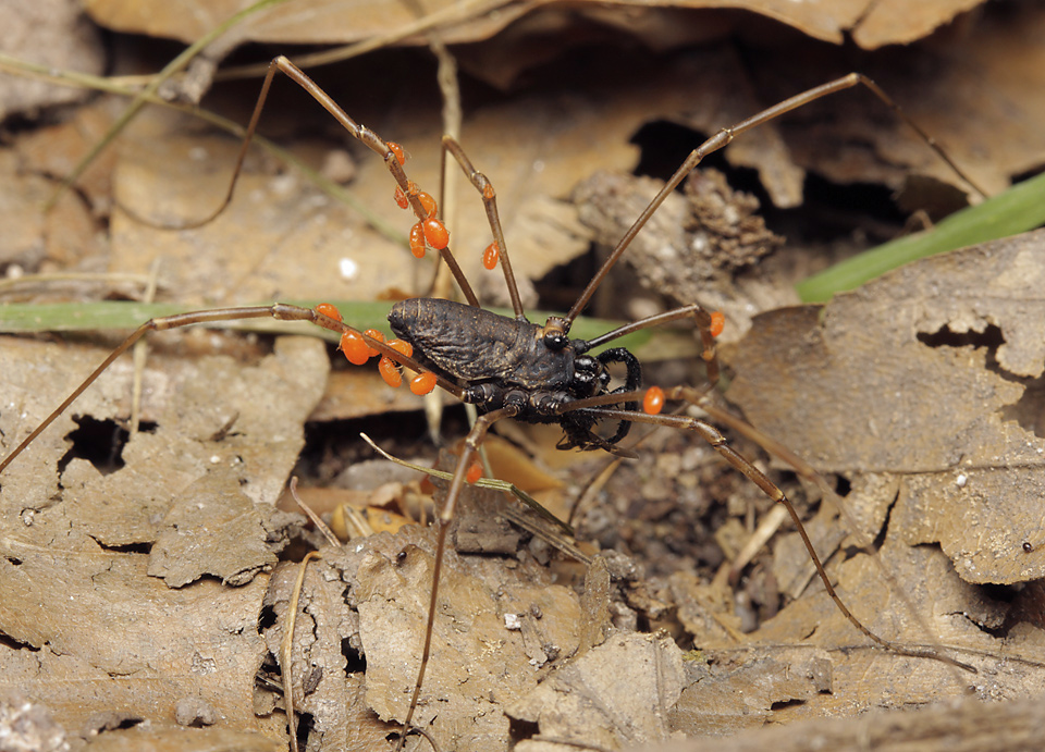 Harvestman - larger format