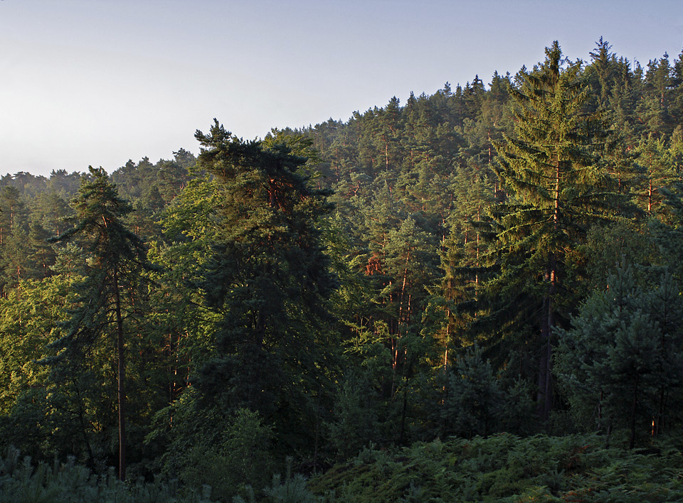 Morning on Rover Mts. - larger format