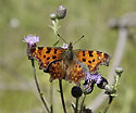 Comma butterfly - main link