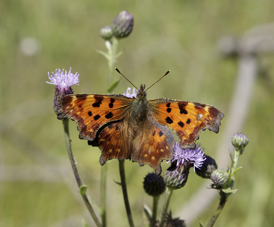 Comma butterfly - larger format