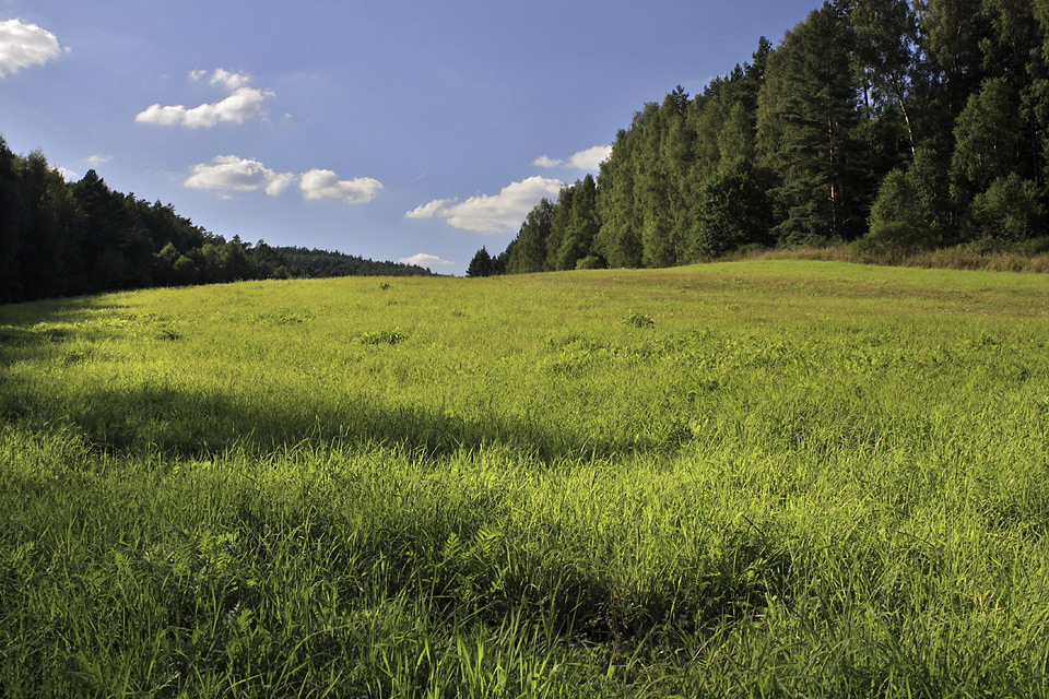 Meadow - larger format