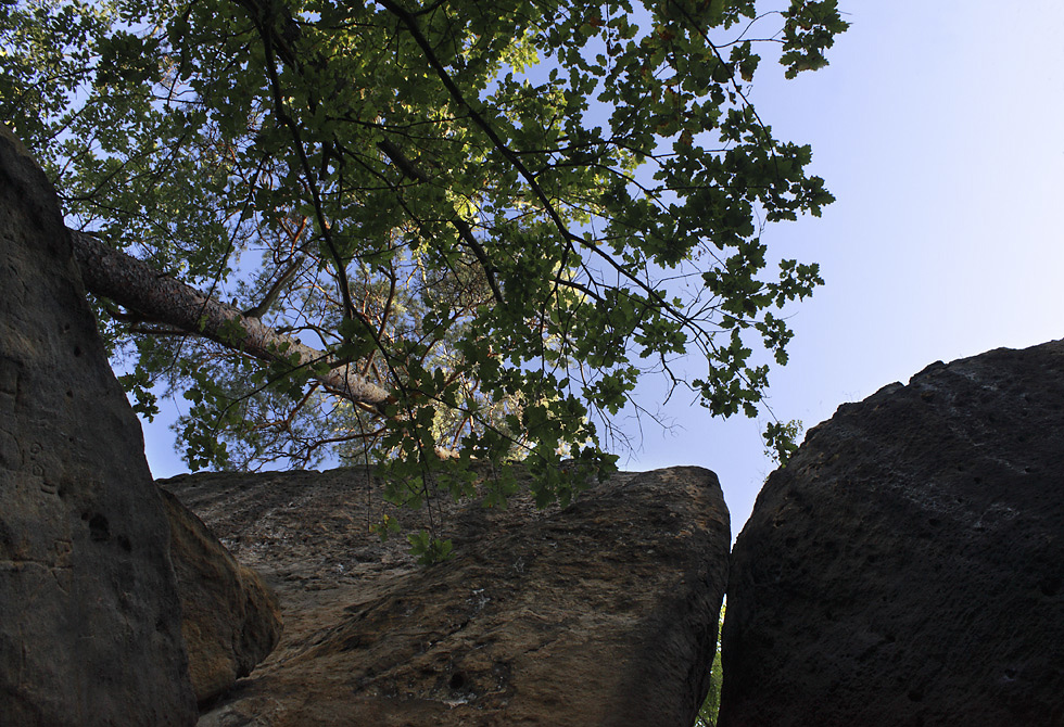 View into the sky - larger format