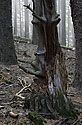Kostra stromu - hlavn odkaz
