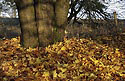 Morning at the "Polevsko Hill" - main link