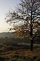 Morning at the "Polevsko Hill" - main link