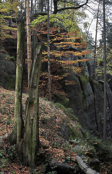 Podzim ve skalch - men formt