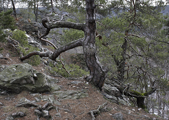 Trees on rocks - smaller format