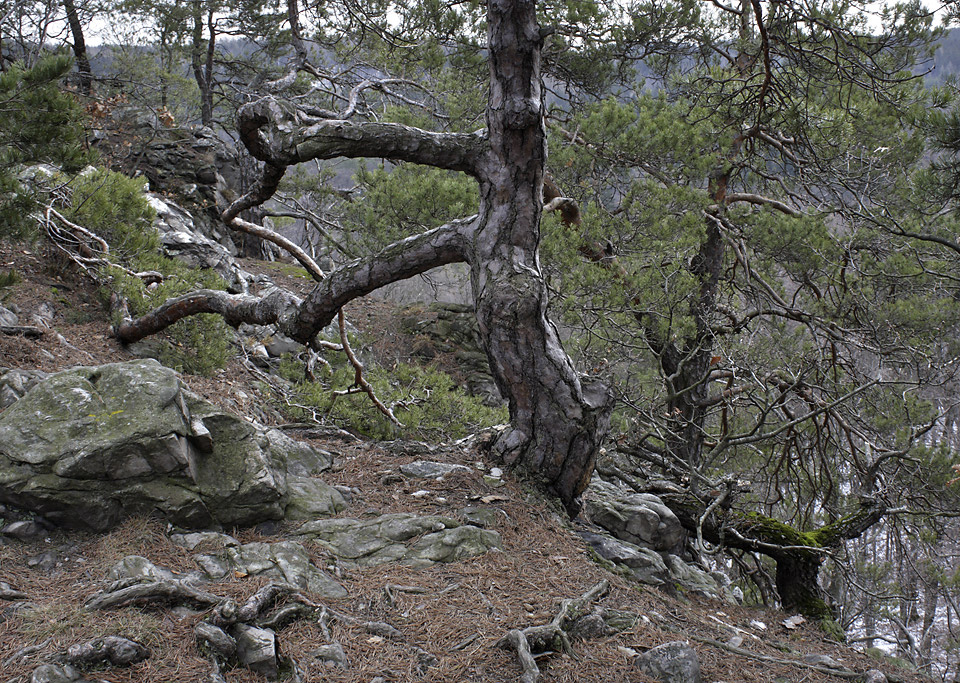 Trees on rocks - larger format