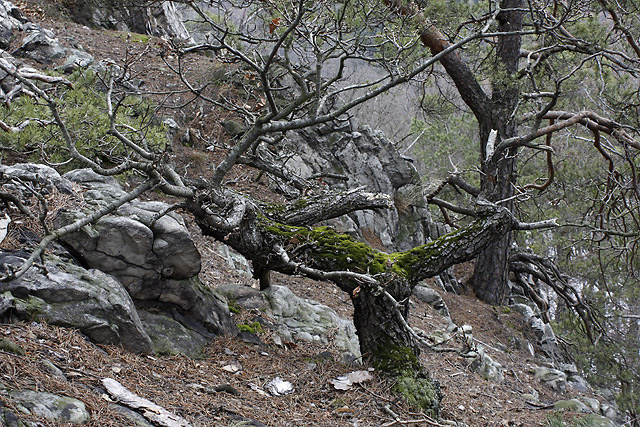 Trees on rocks - smaller format