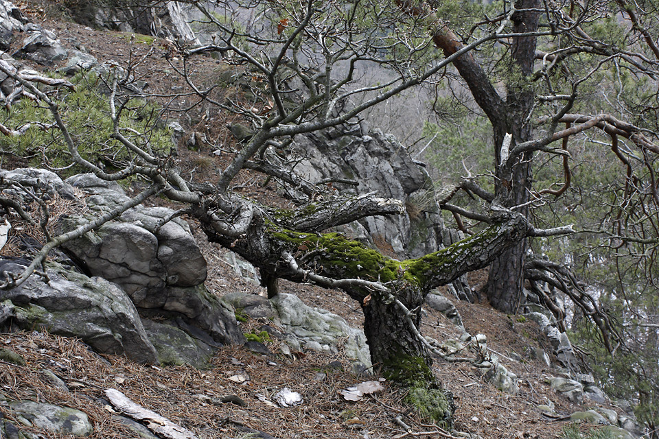 Trees on rocks - larger format