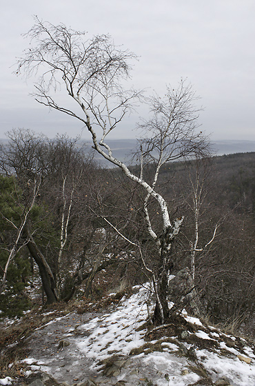 Trees on rocks - smaller format