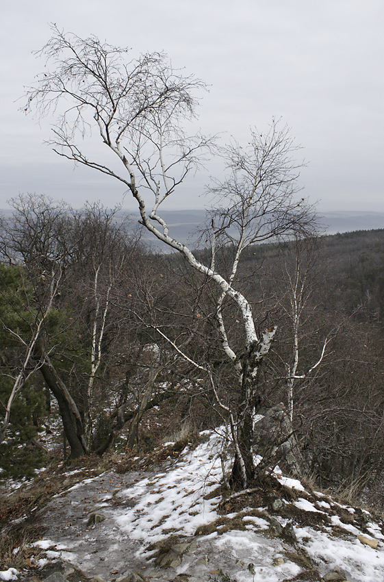 Trees on rocks - larger format