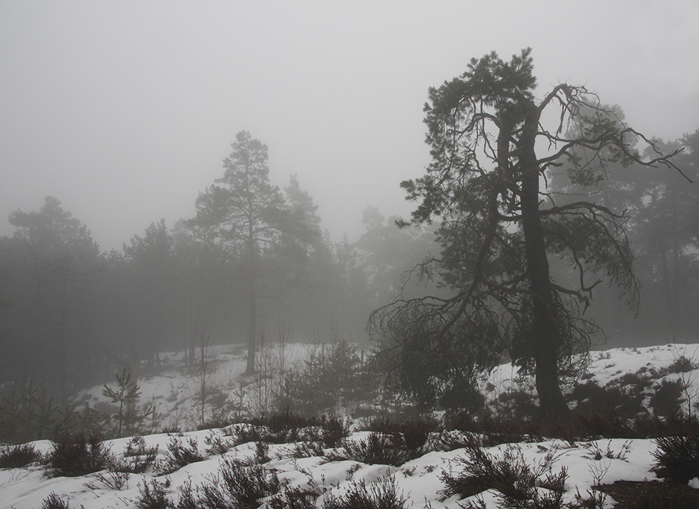 Foggy "Rover Hills" - larger format