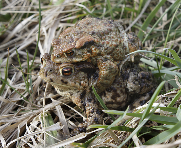 Amplexus ropuch - men formt