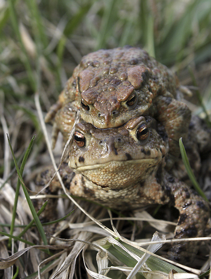 Amplexus ropuch - men formt