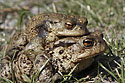 Amplexus ropuch - hlavn odkaz