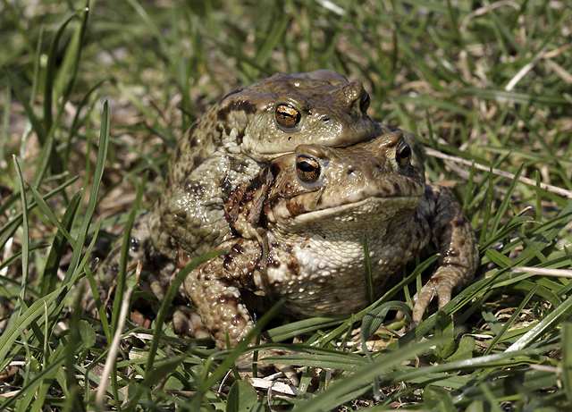Amplexus ropuch - men formt