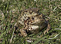 Amplexus ropuch - hlavn odkaz