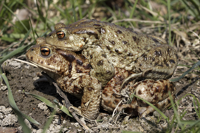 Amplexus ropuch - men formt