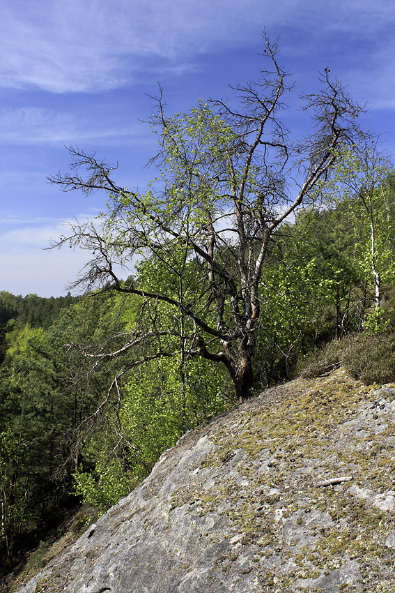 Over the "Chamomile Valley" - larger format