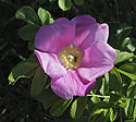 Brier rose - main link