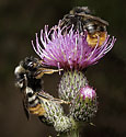 Bumblebees on thistle - main link