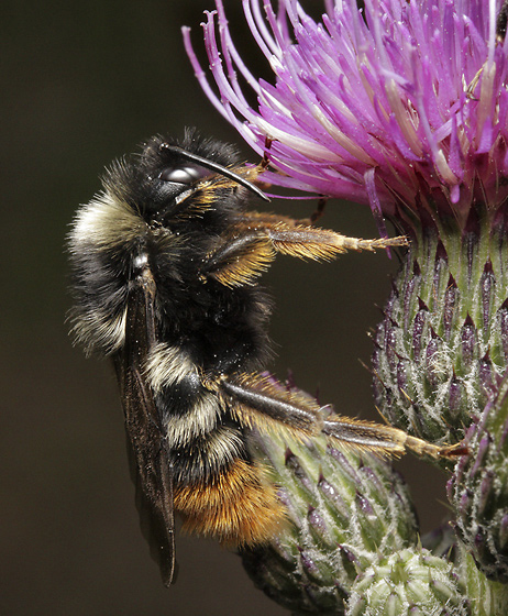 Bumblebee on thistle - smaller format