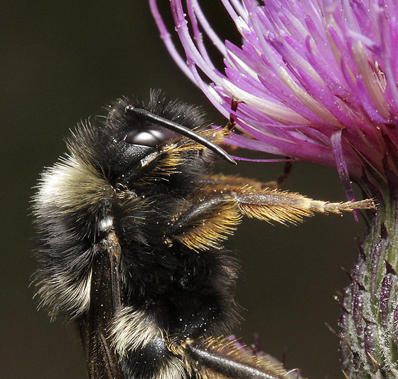 Bumblebee on thistle - smaller format