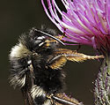 Bumblebee on thistle - main link