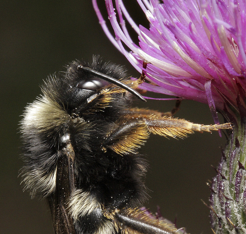 Bumblebee on thistle - larger format