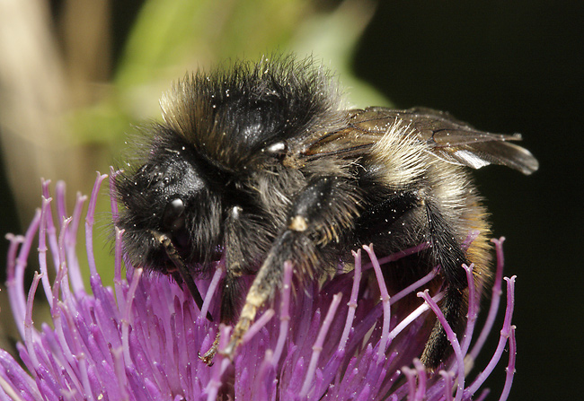 Bumblebee on thistle - smaller format