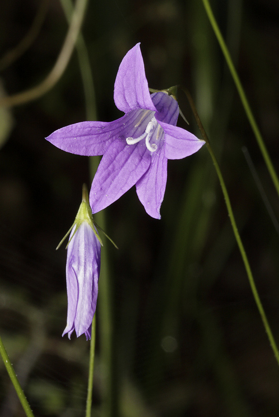 Spreading bellflower - larger format