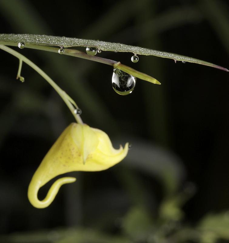 Drops - larger format