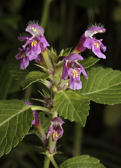 Hemp nettle - smaller format