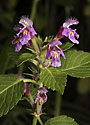 Hemp nettle - main link