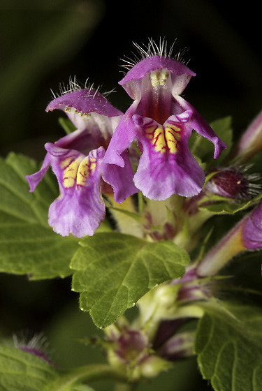 Hemp nettle - smaller format