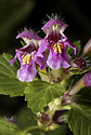 Hemp nettle - main link