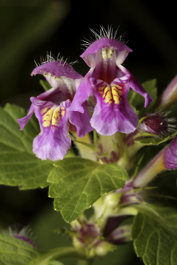 Hemp nettle - larger format